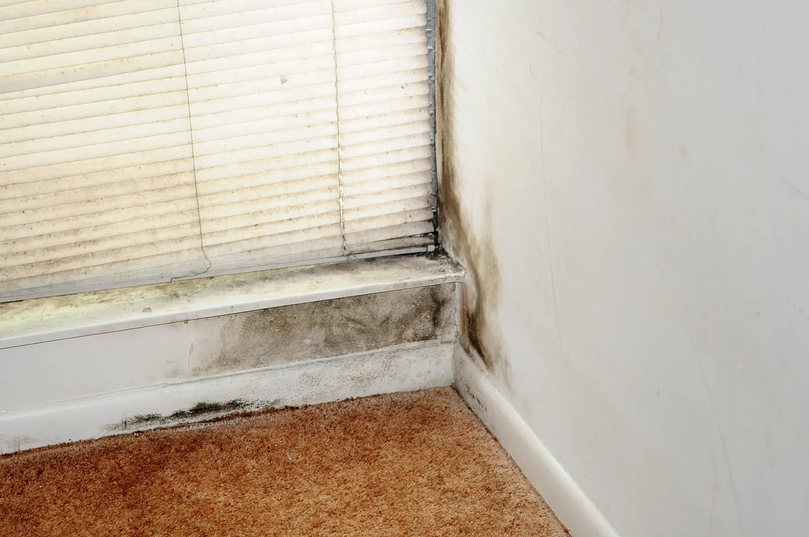 Black mold along a window sill, blinds, and the carpet edge. Shown on the Leak stains page for Albany, NY.